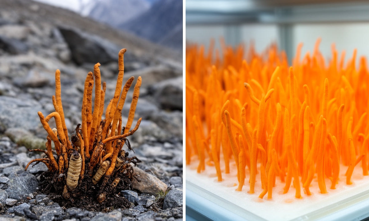 Cordyceps: Nutzen und Vorzüge für Energie und Vitalität
