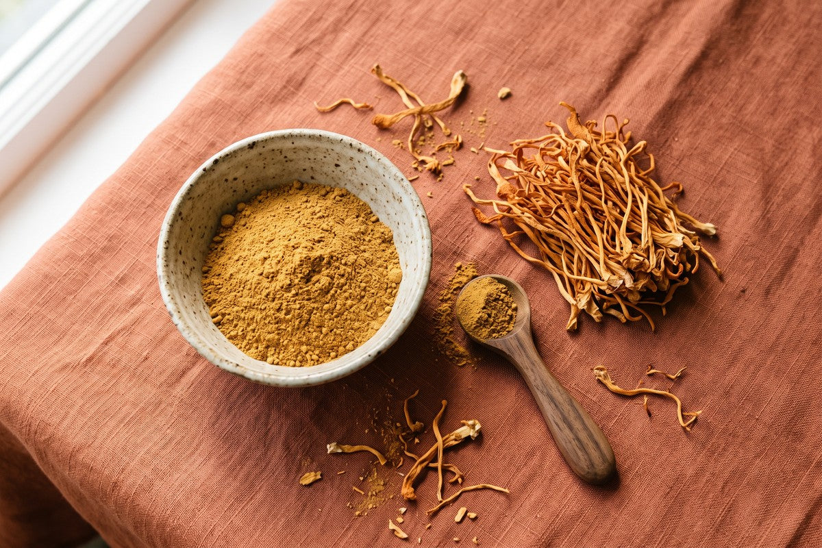Ist Cordyceps gefährlich für den Menschen? Nebenwirkungen und Kontraindikationen