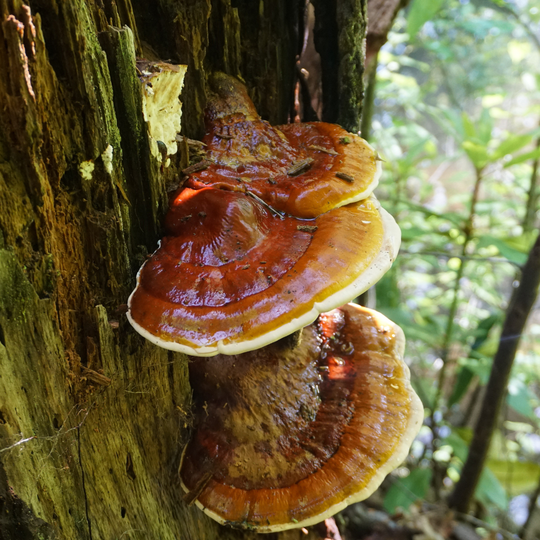 Reishi: Nutzen und Vorzüge dieses adaptogenen Pilzes 