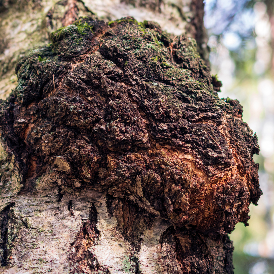 Chaga: Nutzen, Vorzüge und Anwendungsmöglichkeiten dieses Heilpilzes 